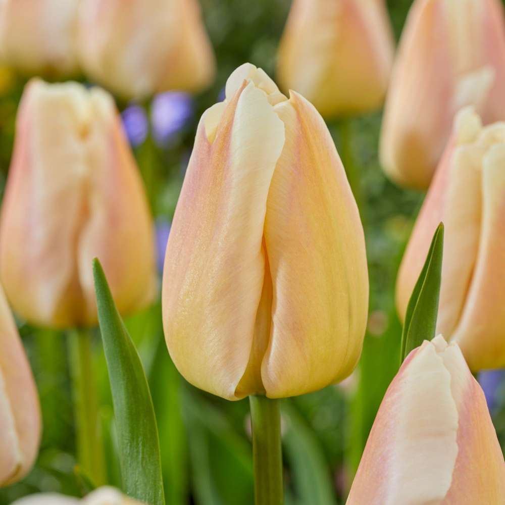 Tulipan 'Apricot Pride'